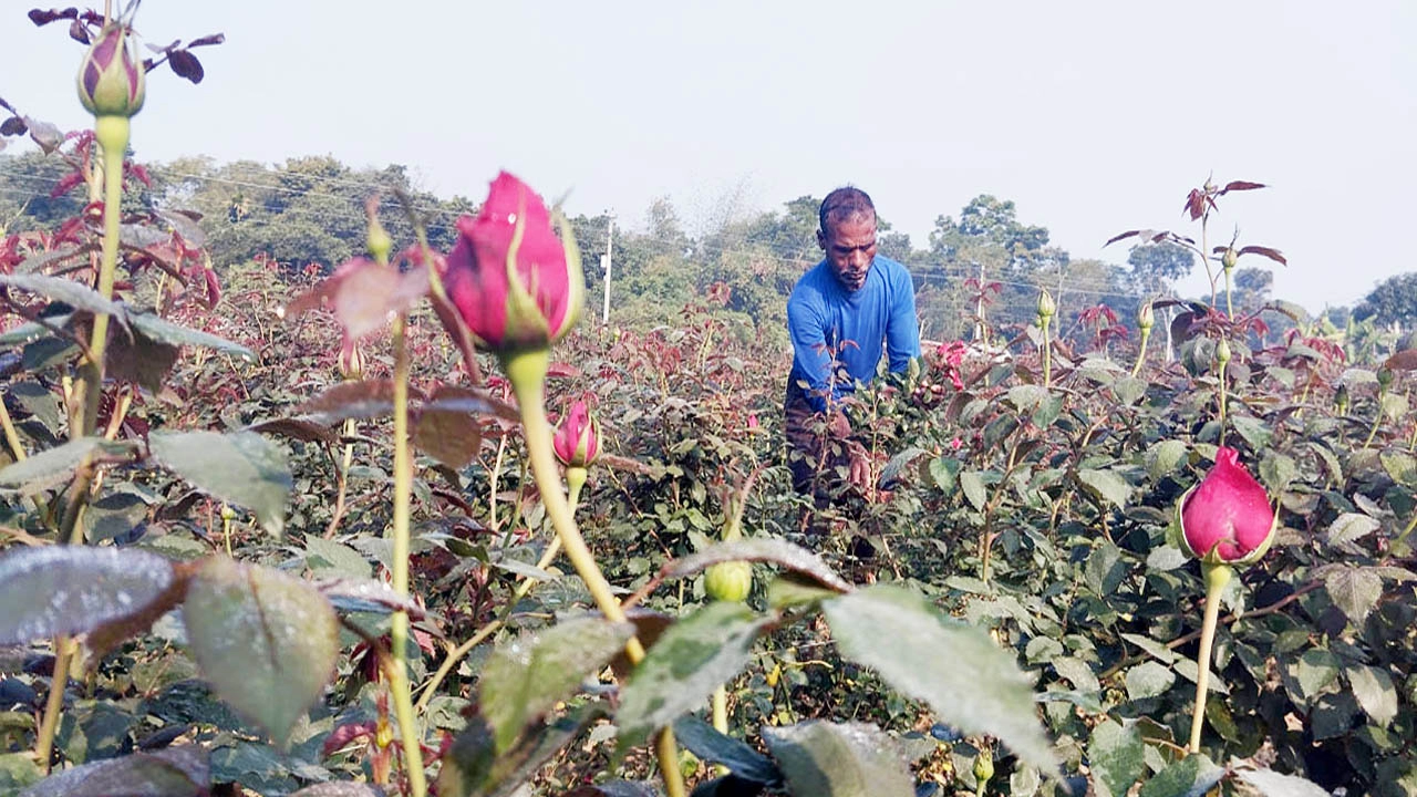 নতুন মৌসুমে নতুন স্বপ্ন গদখালির ফুল চাষীদের  ¦ ছবি: গ্রামের কাগজ