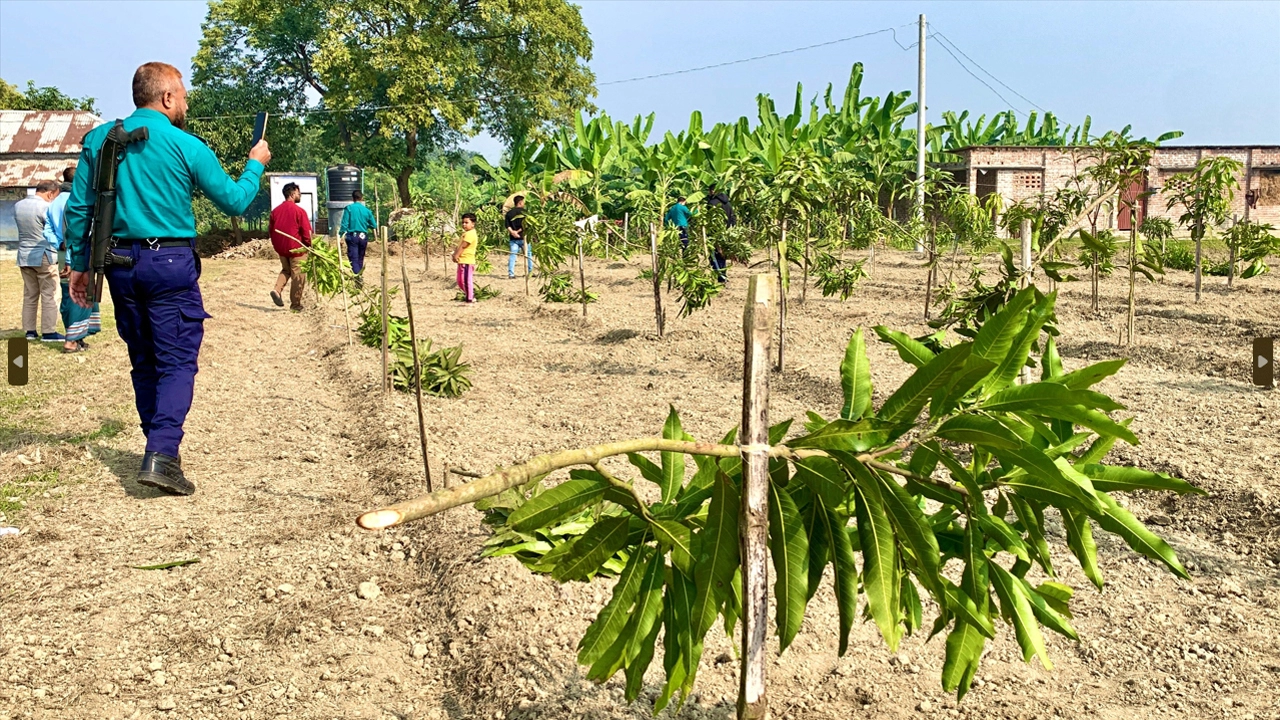 রাজশাহীর পবায় দুর্বৃত্তরা রাতের আঁধারে কেটে ফেলেছে ১১৭টি আমগাছ ¦ ছবি: প্রতিনিধি