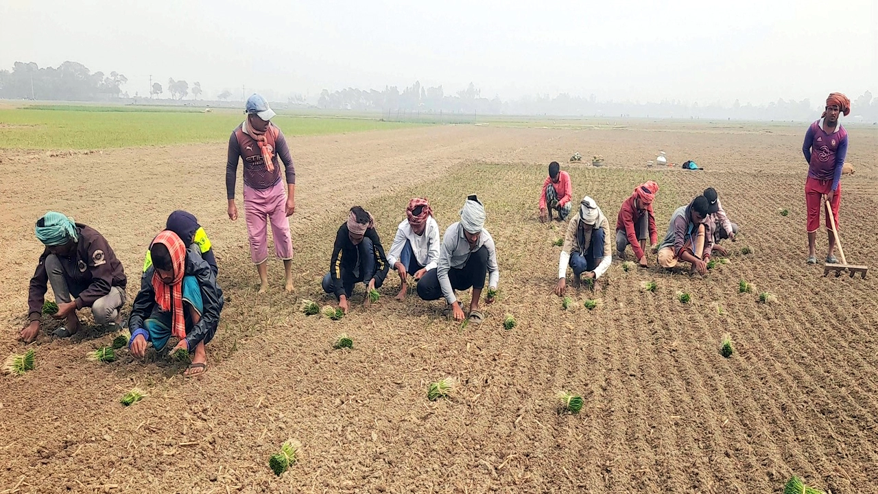 পাবনার সুজানগরে মৌসুমী পেঁয়াজ আবাদের ধুম ¦ ছবি: অরুন শীল