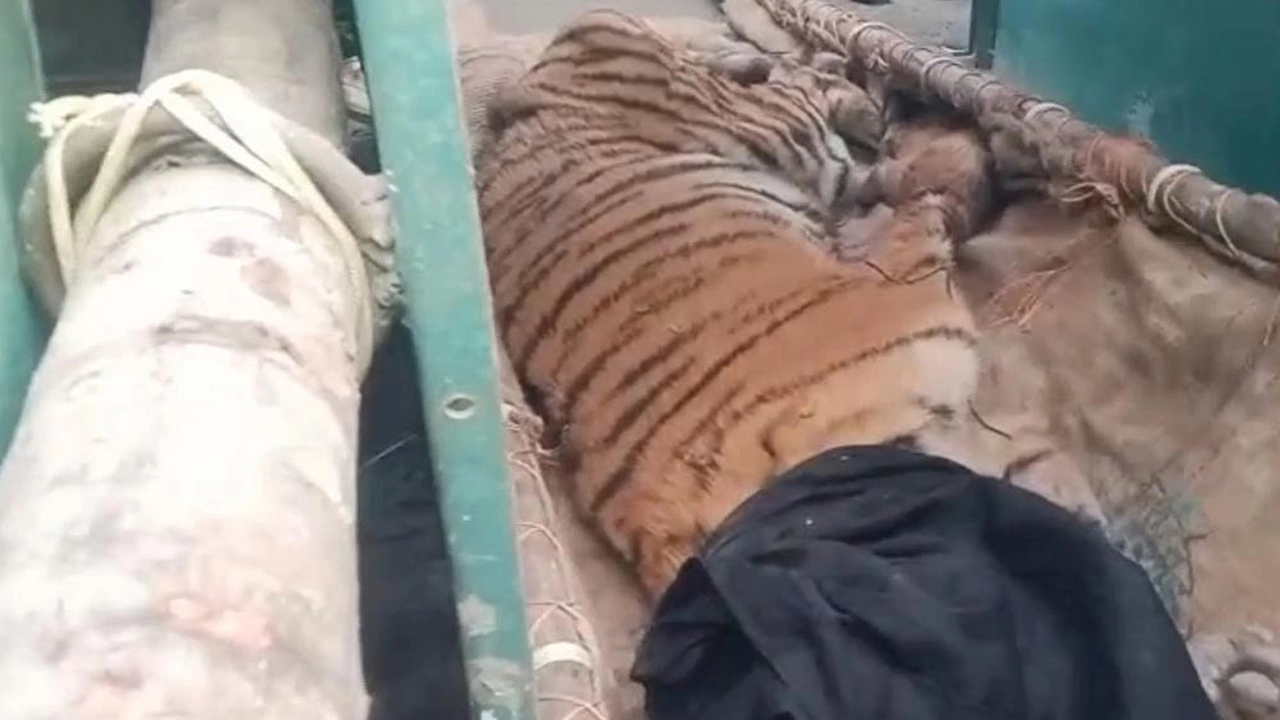 সুন্দরবনে হরিণ শিকারিদের ফাঁদে আটকা পড়া বাঘ উদ্ধার