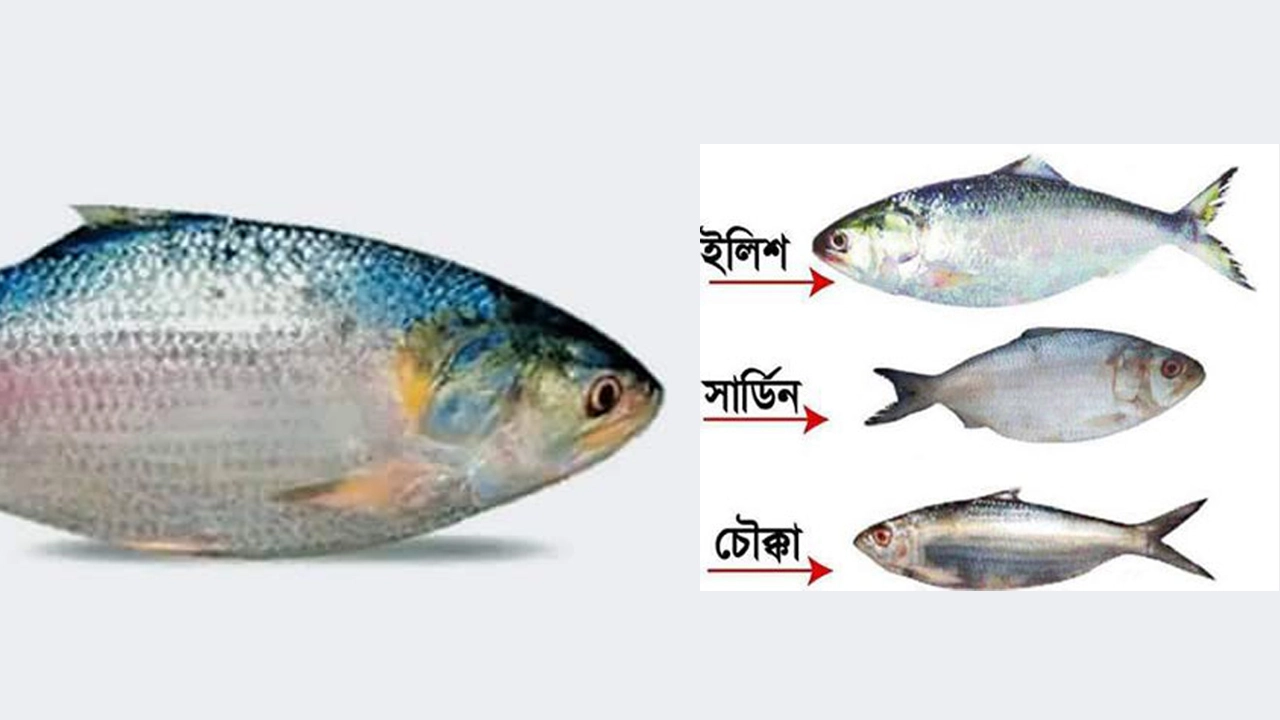 আসল ইলিশ চেনার সহজ উপায়