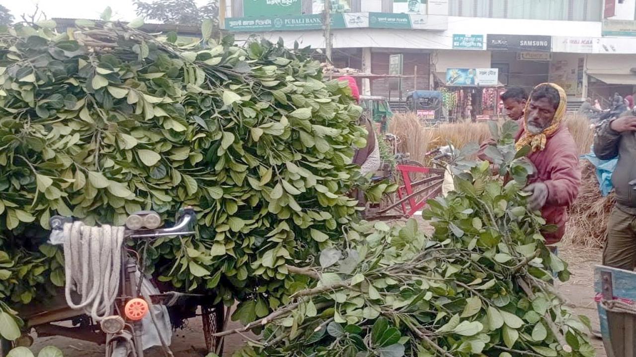 ঘোড়াঘাটে ছকমলের সংসার চলছে কাঁঠালপাতা বিক্রি করে ¦ ছবি: প্রতিনিধি