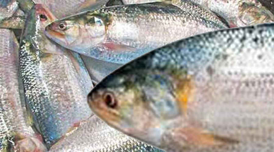 বেনাপোল বন্দরে ৬ টন ইলিশ জব্দ