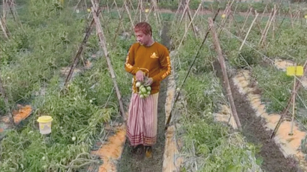 মালচিং পদ্ধতিতে টমেটো চাষে সফল জাকারিয়া