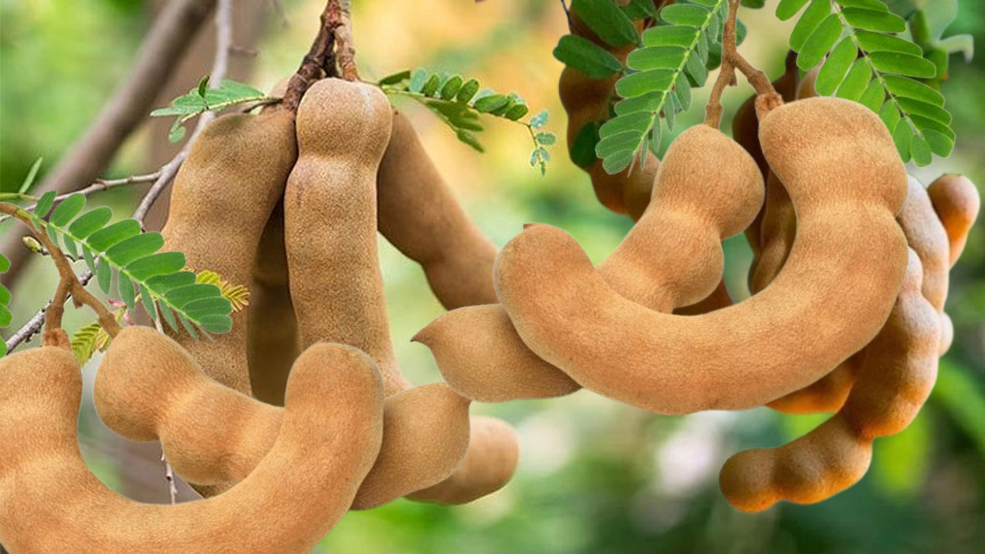 তেঁতুল