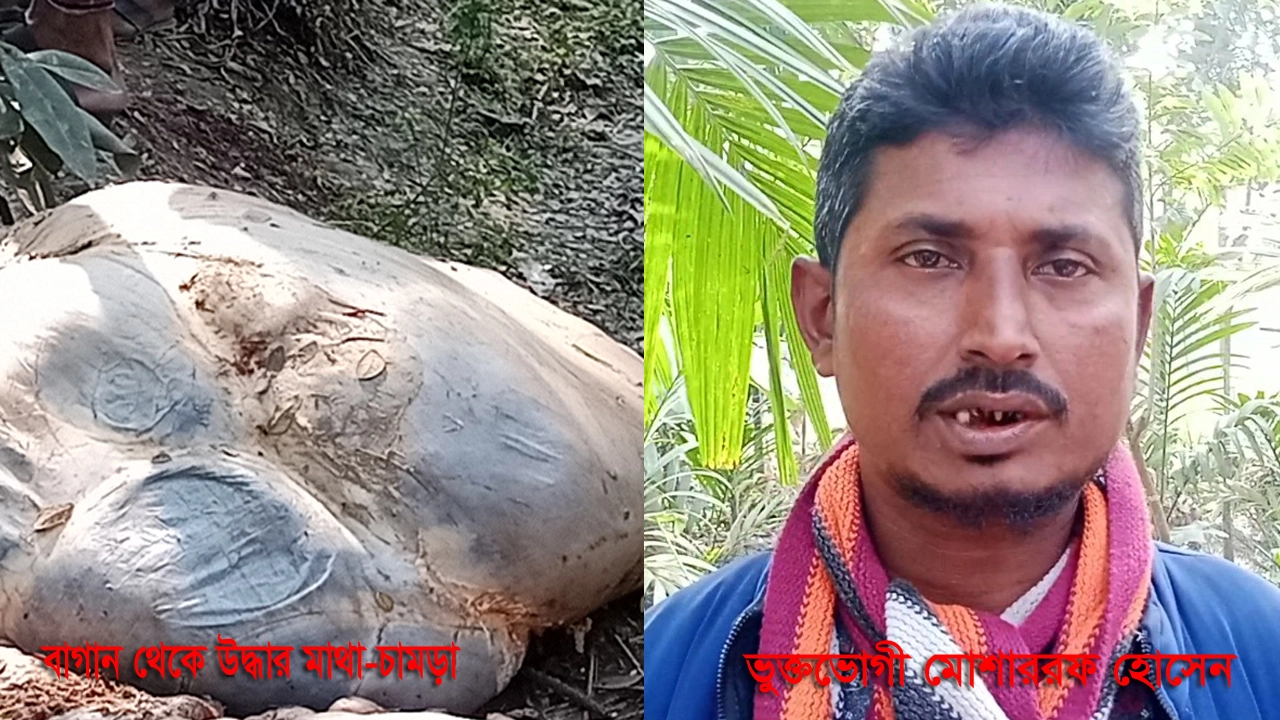 ভোলায় গাভিন গরু চুরি করে জবাই, দোষীদের শাস্তির দাবি