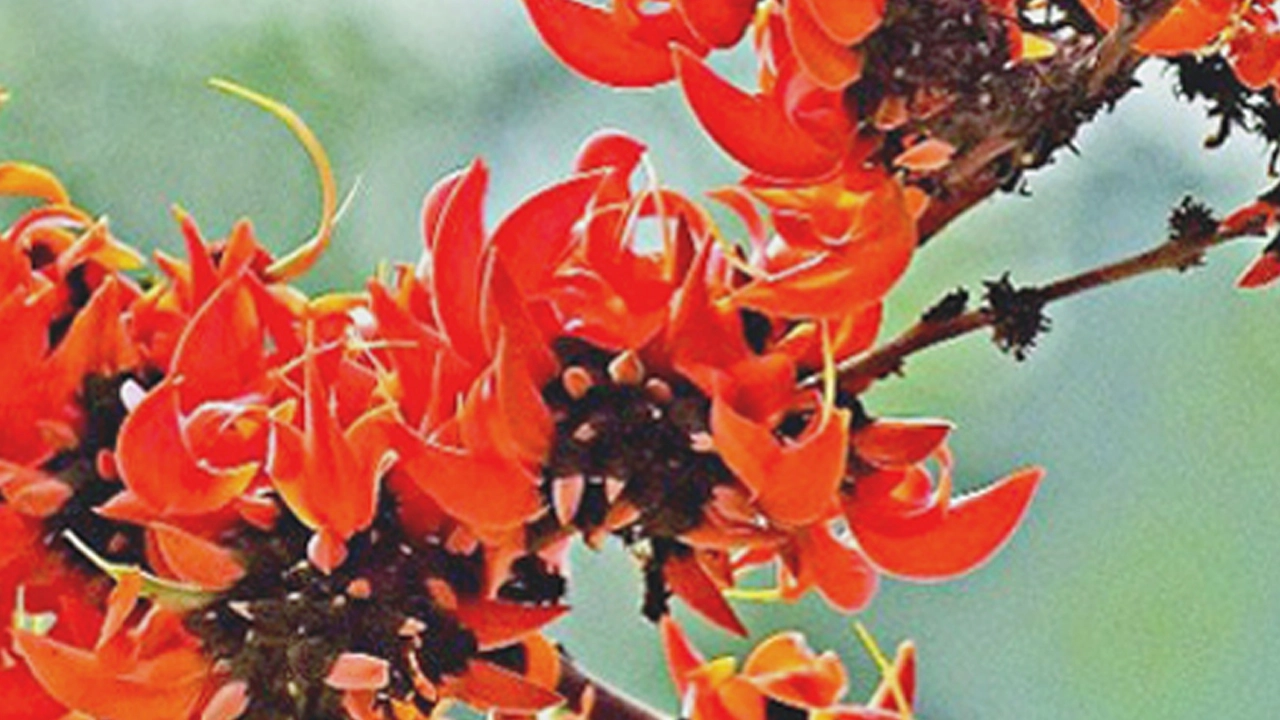 ভালোবাসা দিবস আজ
