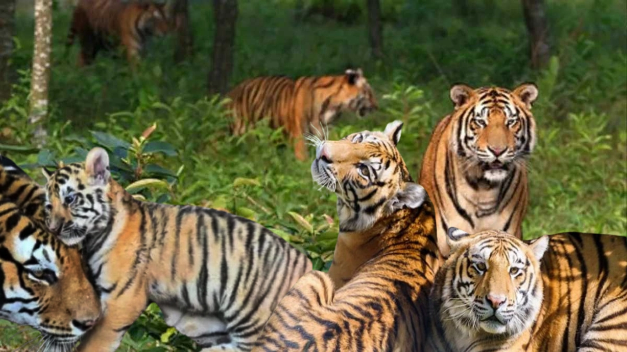 আজ সুন্দরবন দিবস