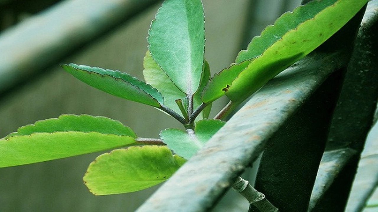 পাথরকুচি পাতা। ছবি: সংগৃহীত
