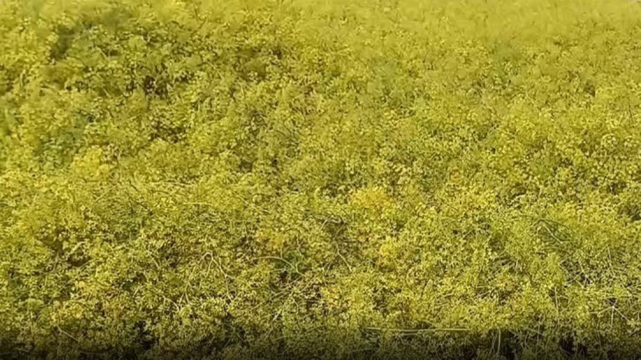 ঝিনাইদহে জিরা চাষে সফলতা পেল কৃষক মিলন শেখ