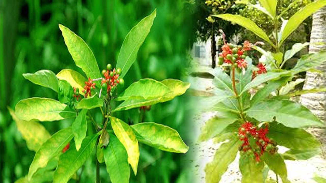 সর্পগন্ধা গাছের উপকারিতা ও ব্যবহার