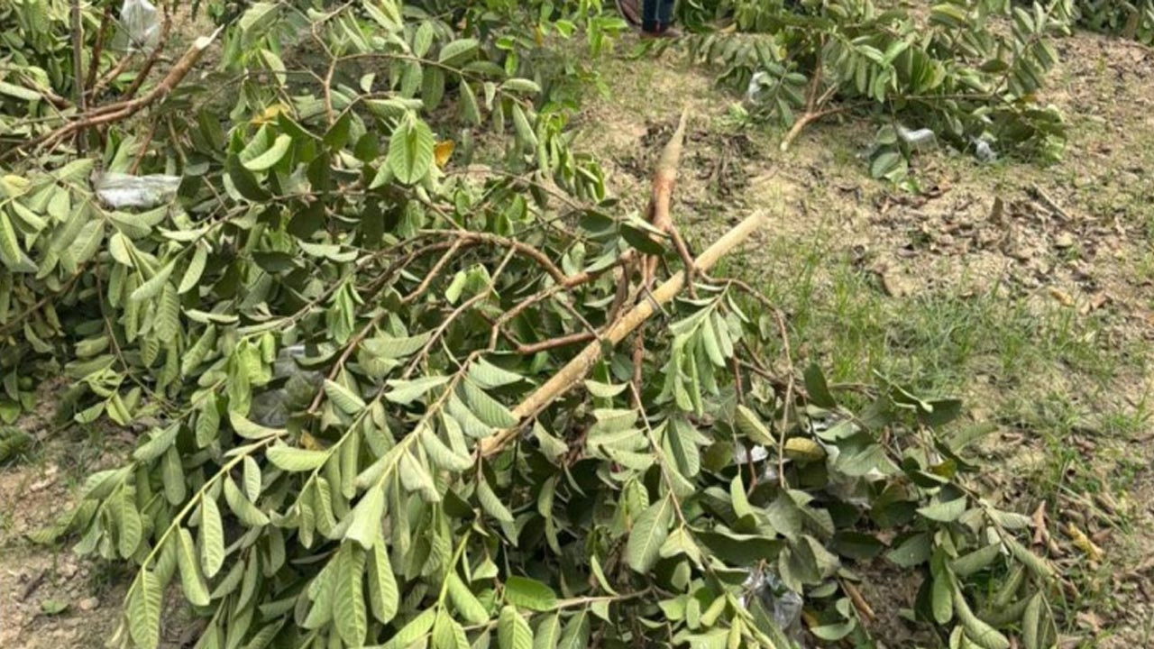চৌগাছায় ভাইপো পেয়ারা গাছ কেটে সাবাড় করলো আপন চাচা। ছবি: প্রতিনিধি