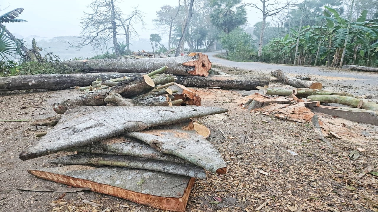 ঝালকাঠিতে প্রায় দুই হাজার গাছ কাটার উদ্যোগ আপাতত স্থগিত করা হয়েছে।