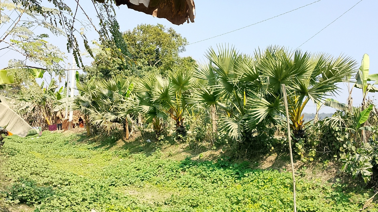 শৈলকুপায় খাল খননের জন্য প্রাণ যাচ্ছে লক্ষাধিক তালগাছের