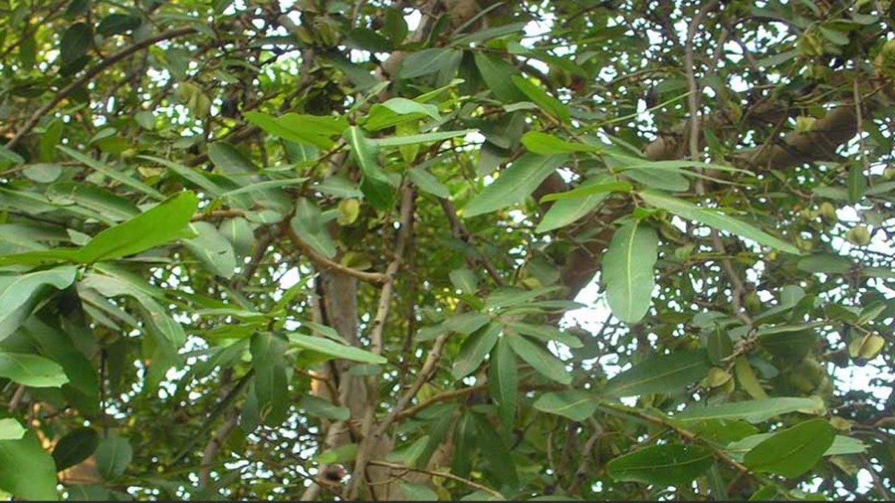 ওষুধী গাছ অর্জুন। ছবি: সংগৃহীত