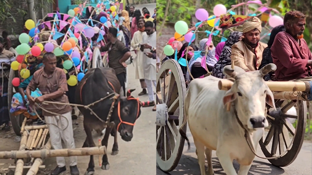 কালীগঞ্জে ছেলের স্বপ্নপূরণে গরু গাড়ি নিয়ে বিয়ে করলেন মেহেদি হাছান নামে এক যুবক।