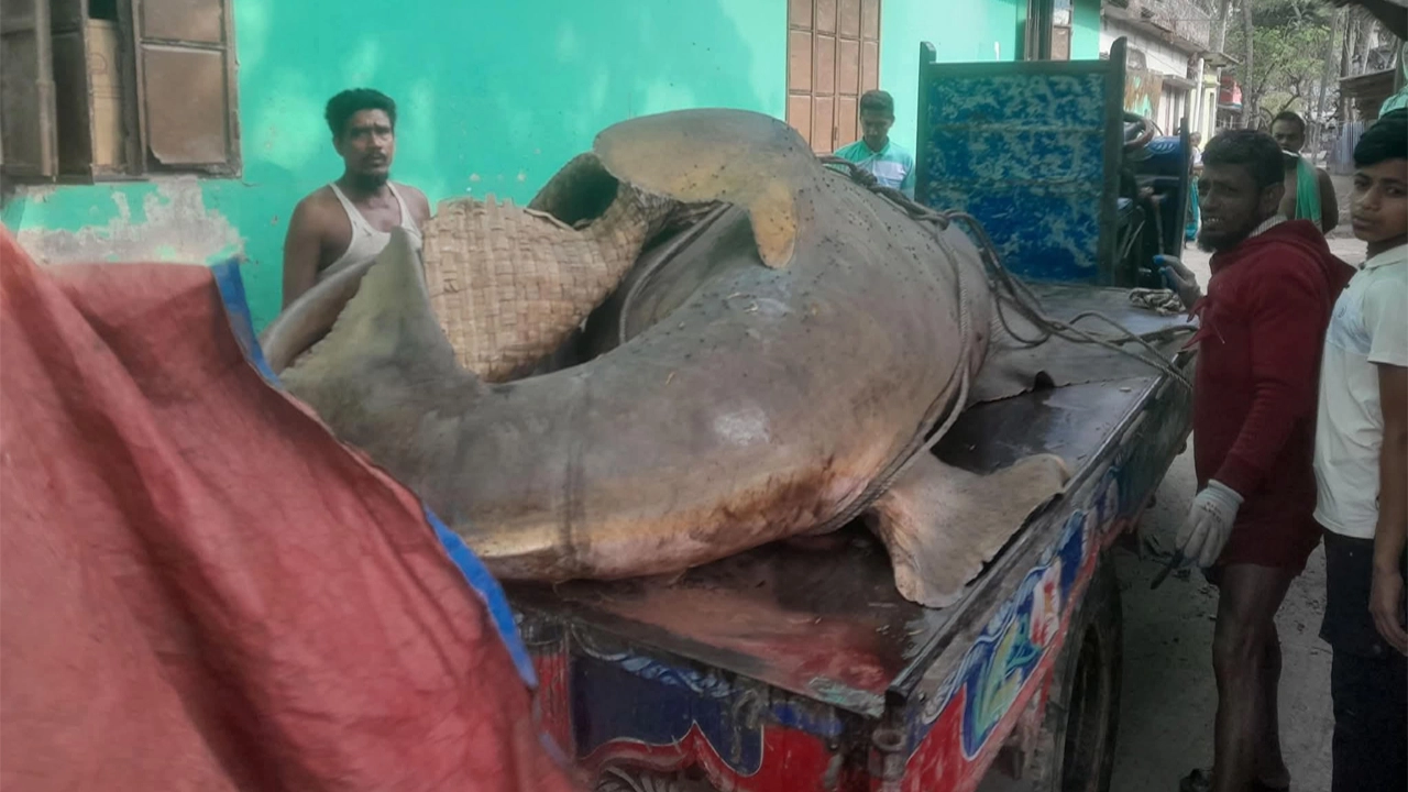 ঝালকাঠিতে জেলের জালে ধরা পড়ল বিশাল আকৃতির ‘খটক মাছ’