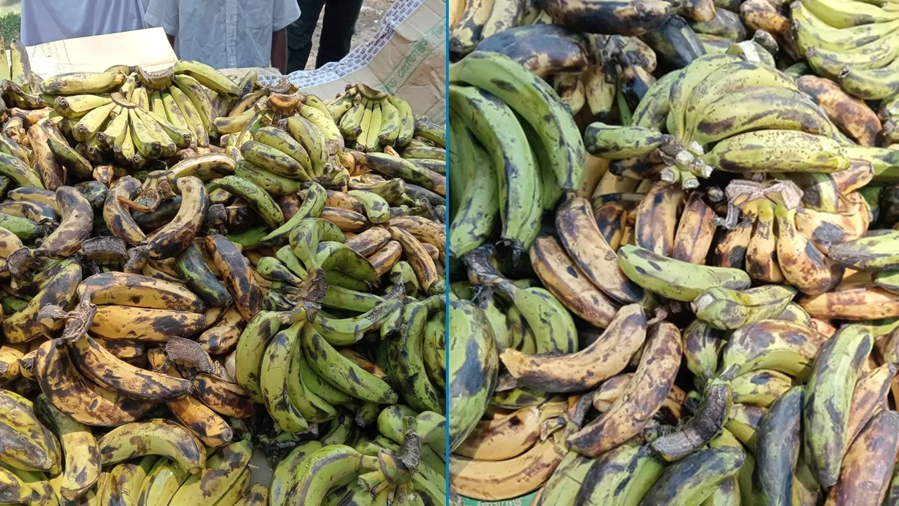 ঝালকাঠির নলছিটি উপজেলায় স্কুল ফিডিং কর্মসূচিতে পচা ও নিম্নমানের খাবার বিতরণের অভিযোগ উঠেছে।