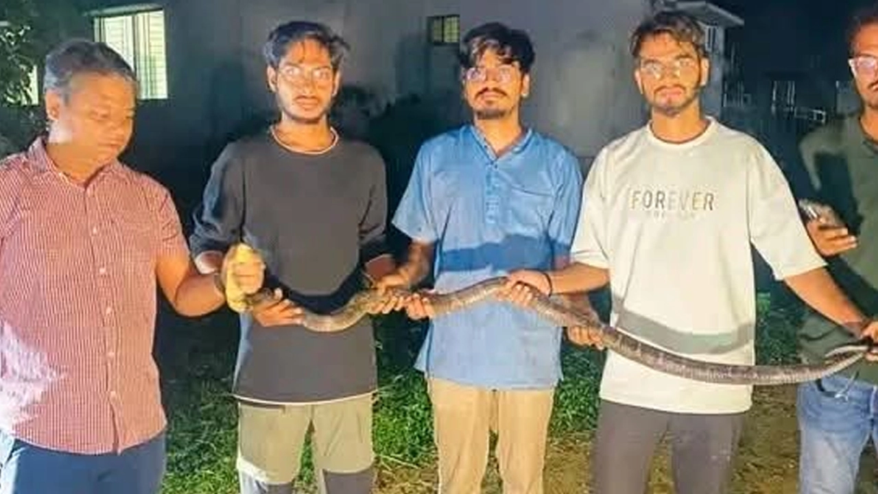চবি ক্যাম্পাসে ৮ ফুট লম্বা বিষধর কিং কোবরা সাপ উদ্ধার