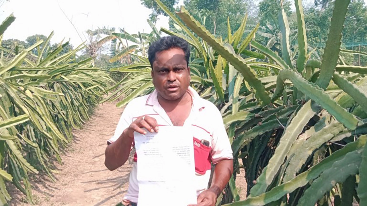 চৌগাছায় এক কৃষকের ড্রাগন ফলের বাগান কেটে সাবাড়। ছবি: সংগৃহীত