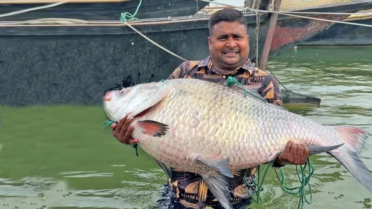 এক কাতল বিক্রি হলো অর্ধলাখ টাকা!