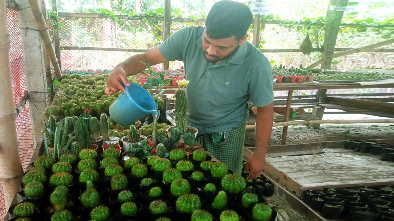 ক্যাকটাস-অ্যাডেনিয়ামে স্বপ্নরাজ্য সোহাগের গ্রিন শেড