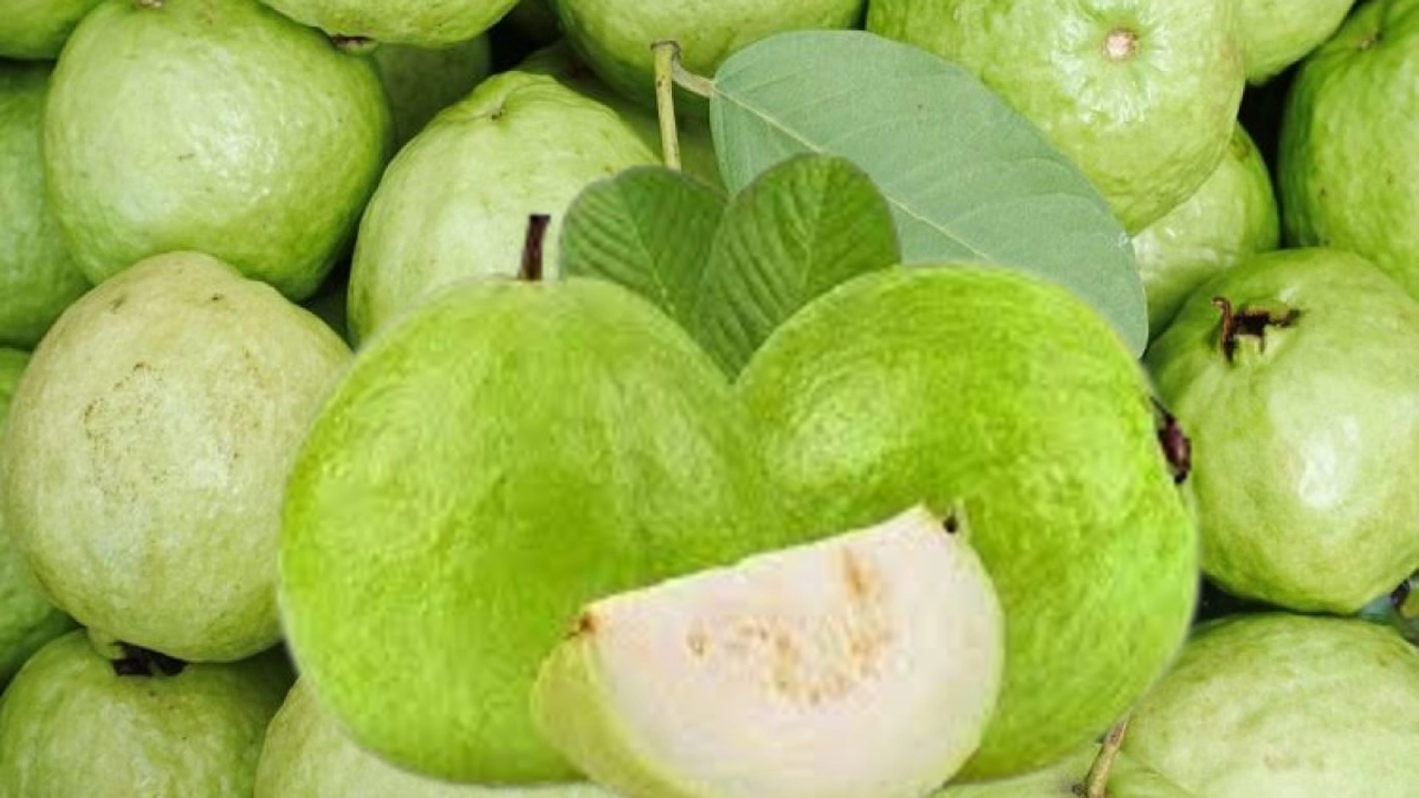 পেয়ারা: পুষ্টিগুণে ভরপুর সুপারফল
