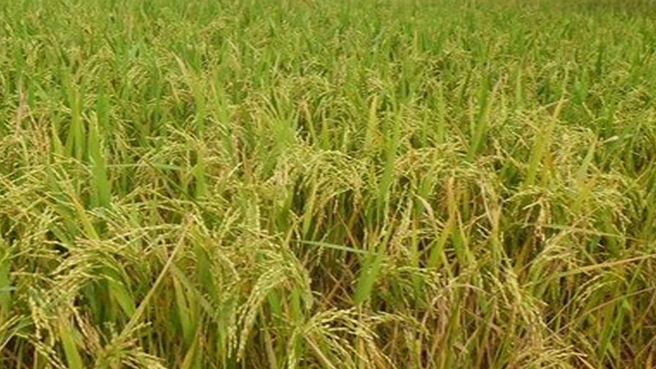 ধান কাটতে গিয়ে গরমে কৃষকের মৃত্যু