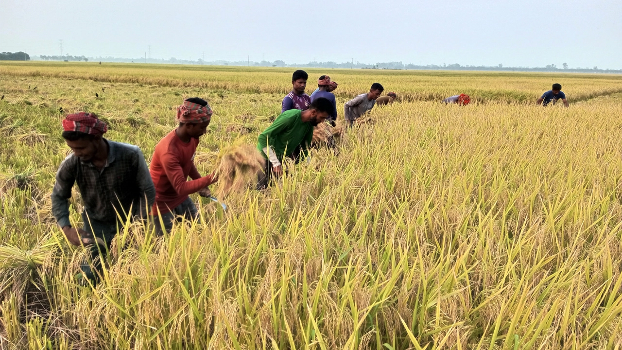 রাণীনগরে ইরি-বোরো ধান কাটার শুরুতেই লোকসান : ন্যায্য দাম না পেয়ে হতাশ কৃষক