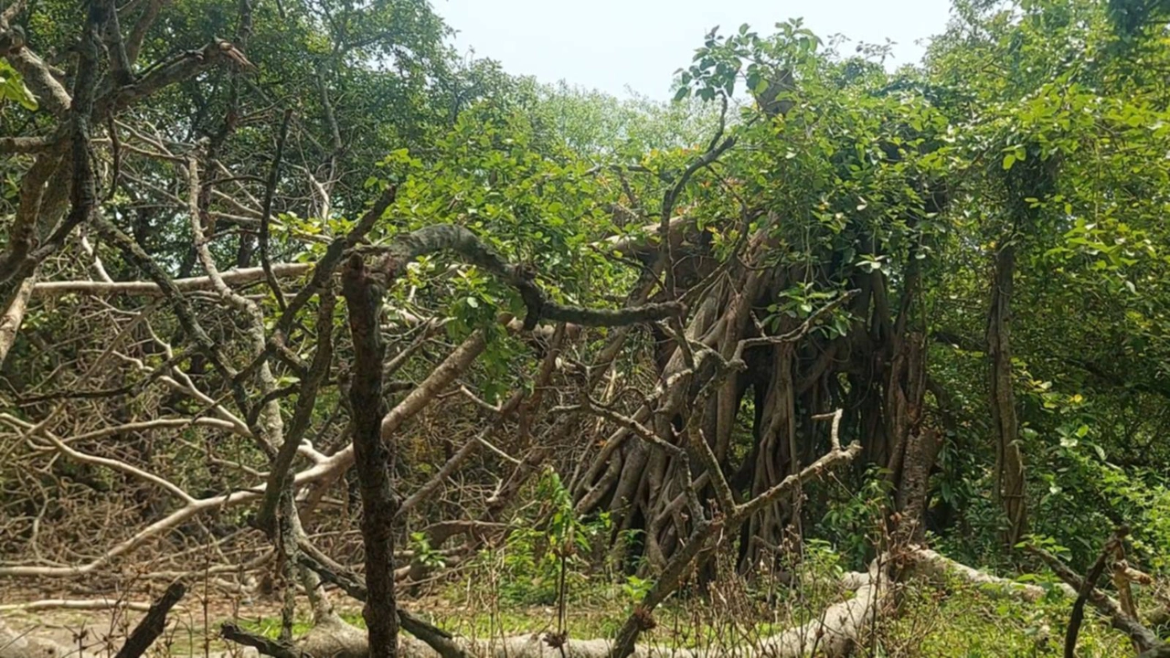 এশিয়ার ঐতিহ্যবাহী ৪০০ বছরের বটগাছটি ধ্বংসের মুখে
