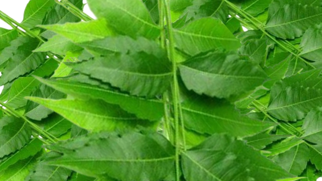 নিম পাতার উপকারিতা