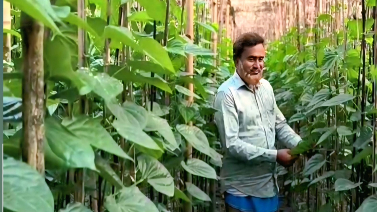 এক ফসল নির্ভরতা ভেঙে নতুন পথে কৃষক শহিদুল ইসলাম