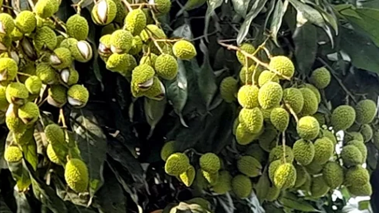ঈশ্বরদীতে তীব্র তাপদাহে ঝরছে লিচুর গুটি, বাড়ছে চাষিদের দুশ্চিন্তা