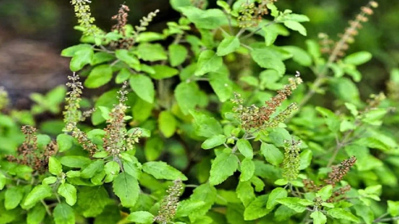 তুলসি পাতা। ছবি: সংগৃহীত