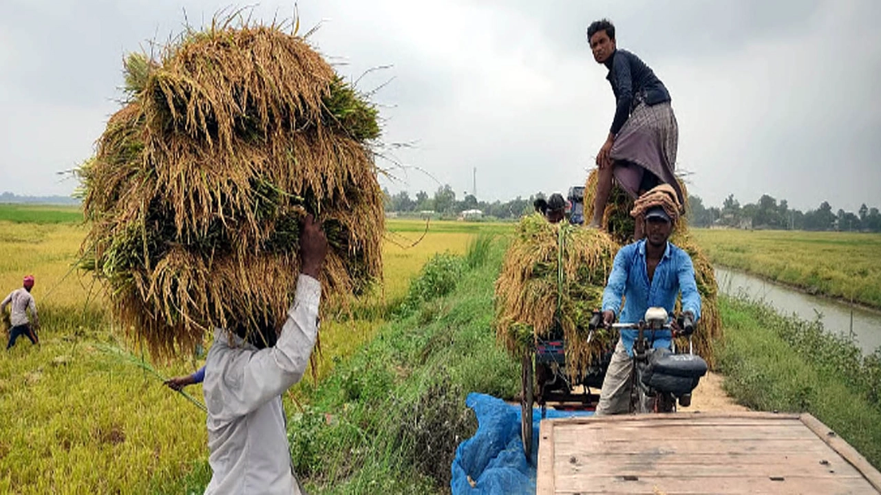 বৈরী আবহাওয়া বেশি থাকায় কাজের জন্য সকাল ও বিকাল টাইমকেই বেছে নিচ্ছে কৃষকরা ¦ ছবি: জাহাঙ্গীর আলম