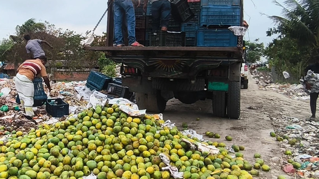 সাতক্ষীরায় ৯ হাজার কেজি কার্বাইডযুক্ত আম জব্দ ও ধ্বংস