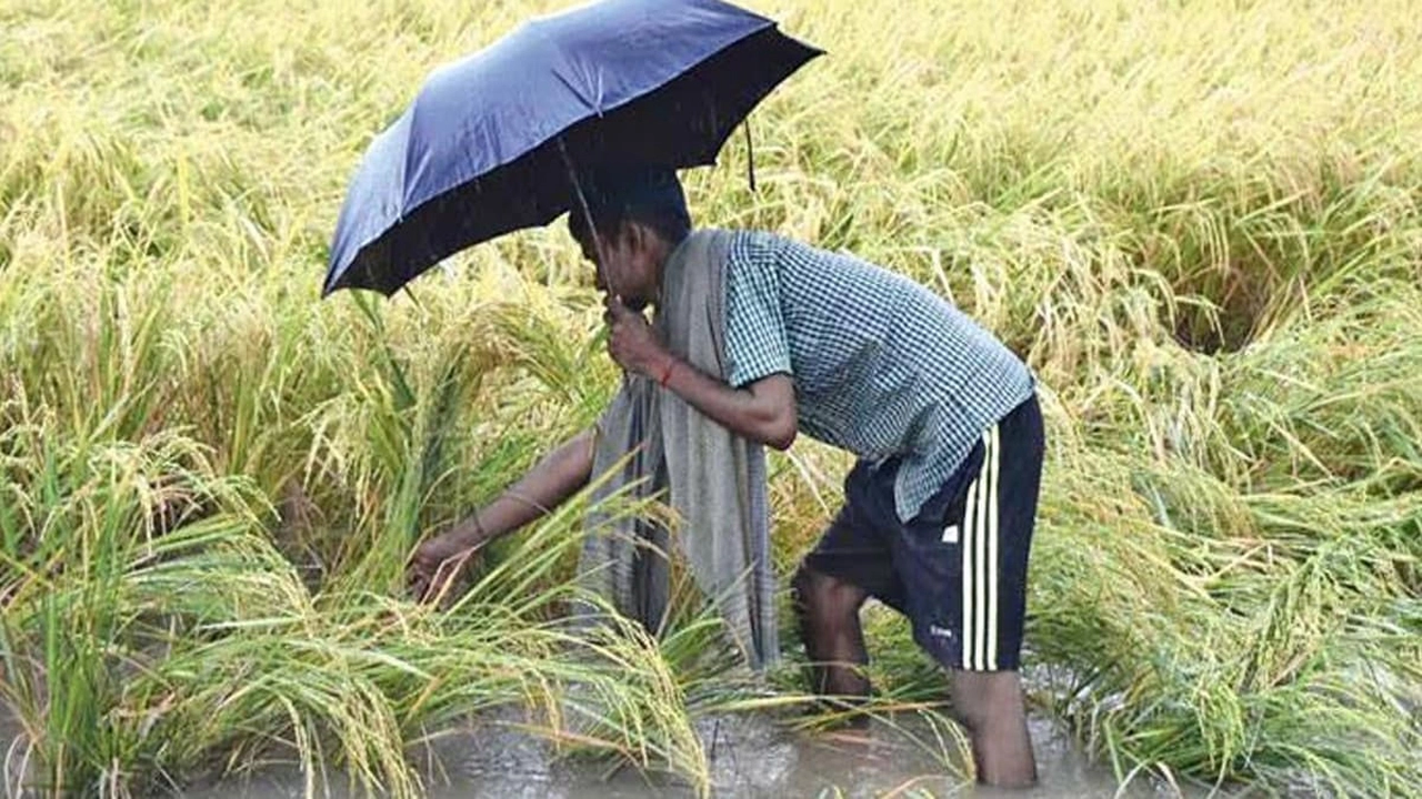 ধান কাটার মৌসুমে বৃষ্টির হানা, বিপাকে নবাবগঞ্জের কৃষক