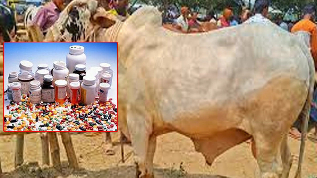ক্ষতিকর ওষুধ ব্যবহারে গরু মোটাতাজা, ভেজাল গোখাদ্যে সয়লাব বাজার