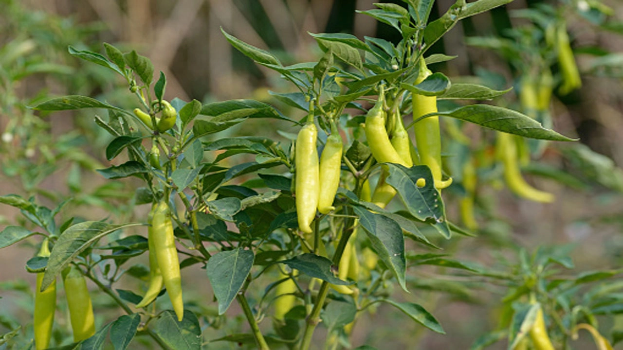কাঁচা মরিচ। ছবি: সংগৃহীত