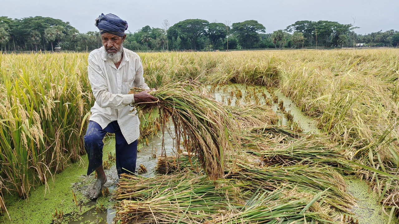 জলাবদ্ধতায় কেশবপুরে পাকা ধান নিয়ে দুশ্চিন্তায় কৃষক