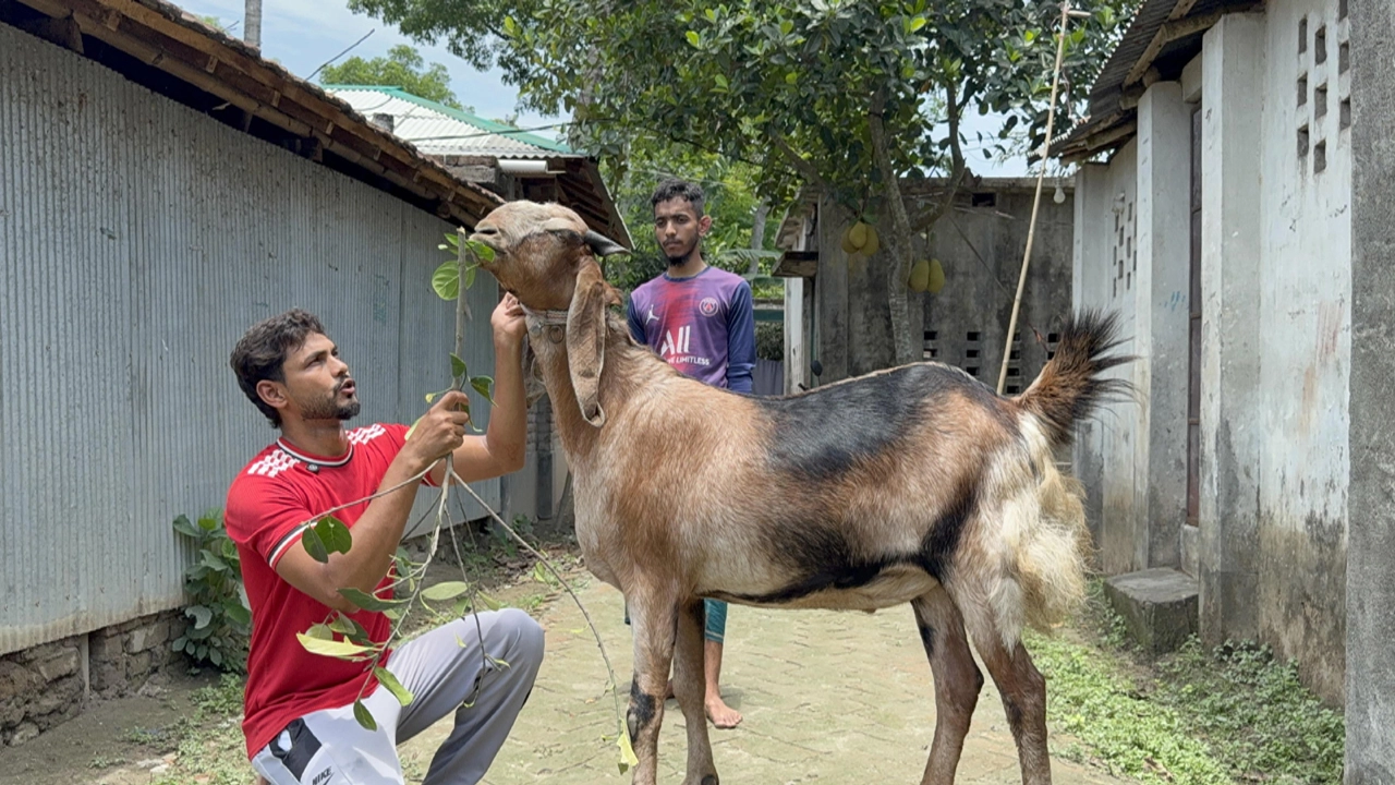 কোরবানিতে বিক্রির জন্য প্রস্তুত ১০০ কেজির টুকু