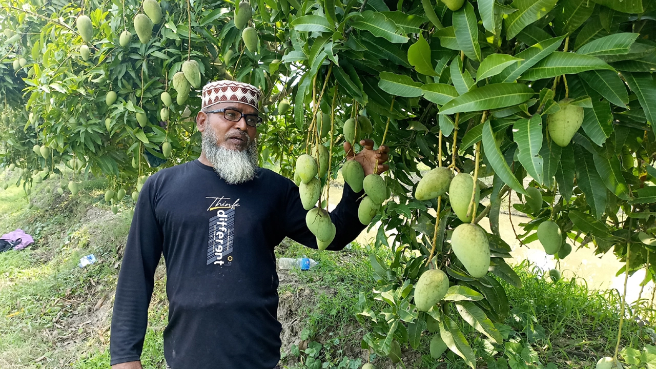 মোরেলগঞ্জে কাটিমন আম চাষে সফল কৃষক মুকুল