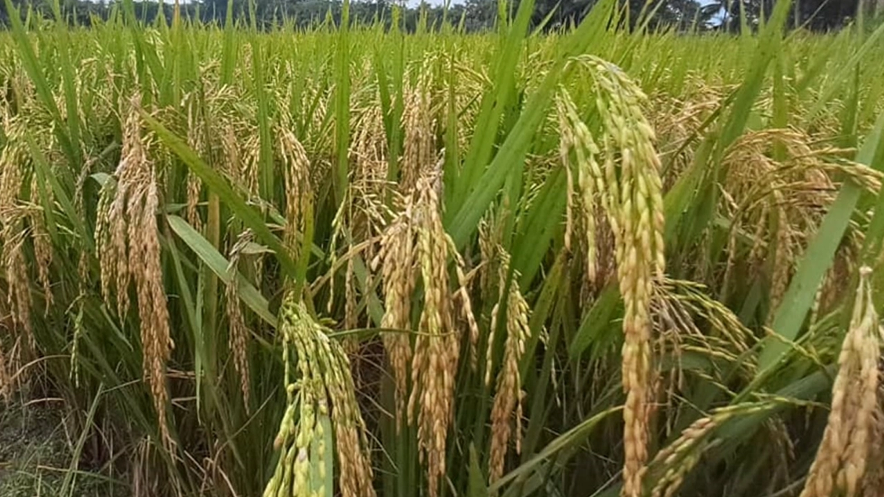 পুরনো পাম্পেই চলছে চাঁদপুরের দুই সেচ প্রকল্প, বোরোতে বাম্পার ফলন