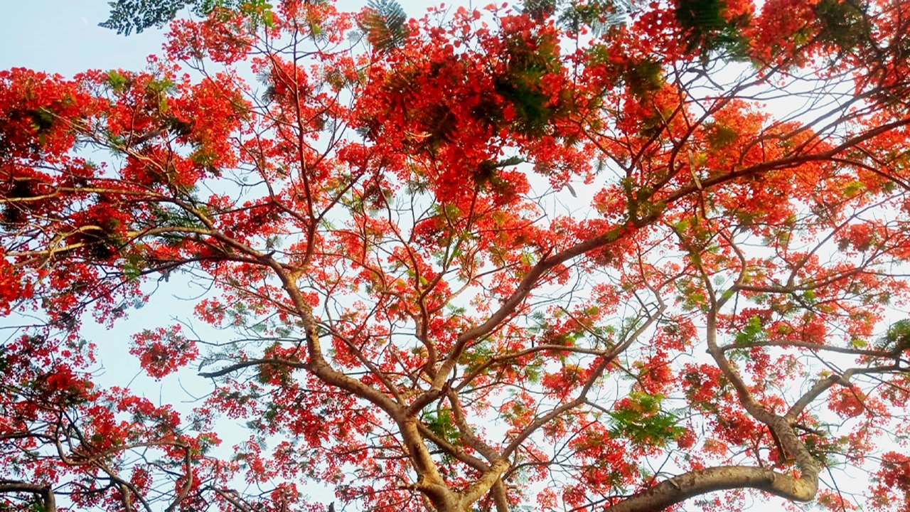 তপ্ত গ্রীষ্মেও কৃষ্ণচূড়ার রক্তিম সৌন্দর্যে মুগ্ধ মানুষ