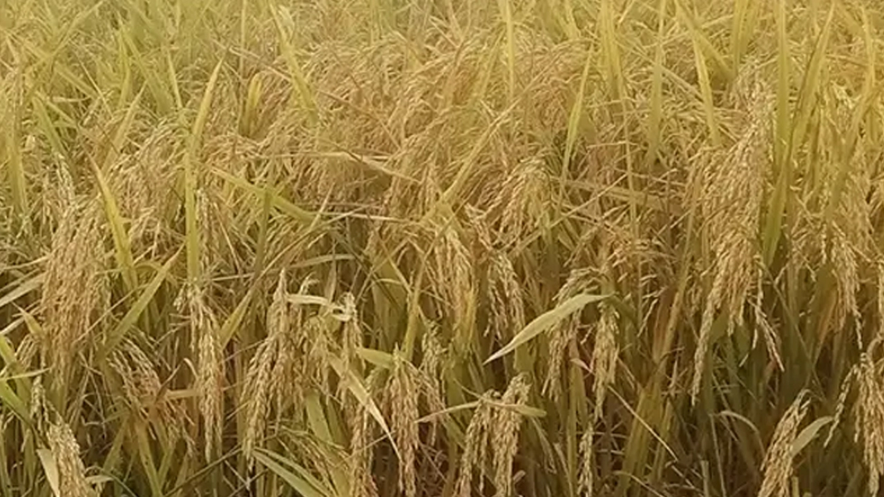 বাঁকড়া অঞ্চলে ধান কাটায় শ্রমিক সংকট
