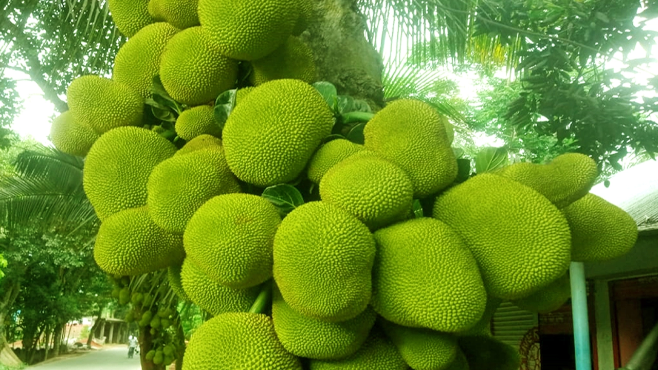 রসাল ফলের মাস জ্যৈষ্ঠ শুরু আজ