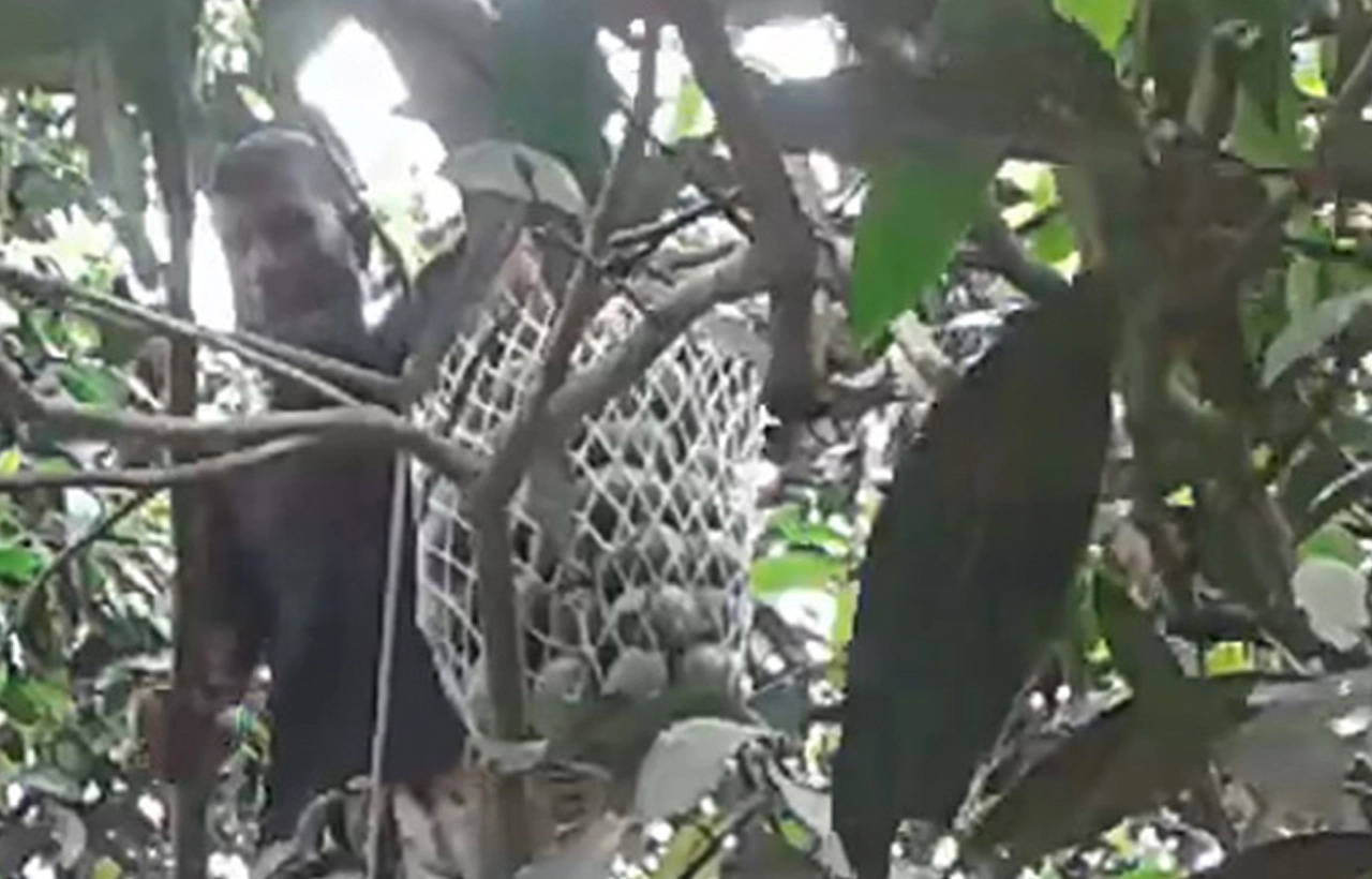 রাজশাহীতে বাগান থেকে গুটি জাতের আম পাড়া শুরু