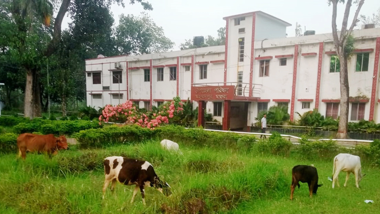 মাগুরার মহম্মদপুর উপজেলা পরিষদের অভ্যন্তরে অবস্থিত মুক্তিযুদ্ধ স্মৃতি চত্বর এখন গরুর দখলে।