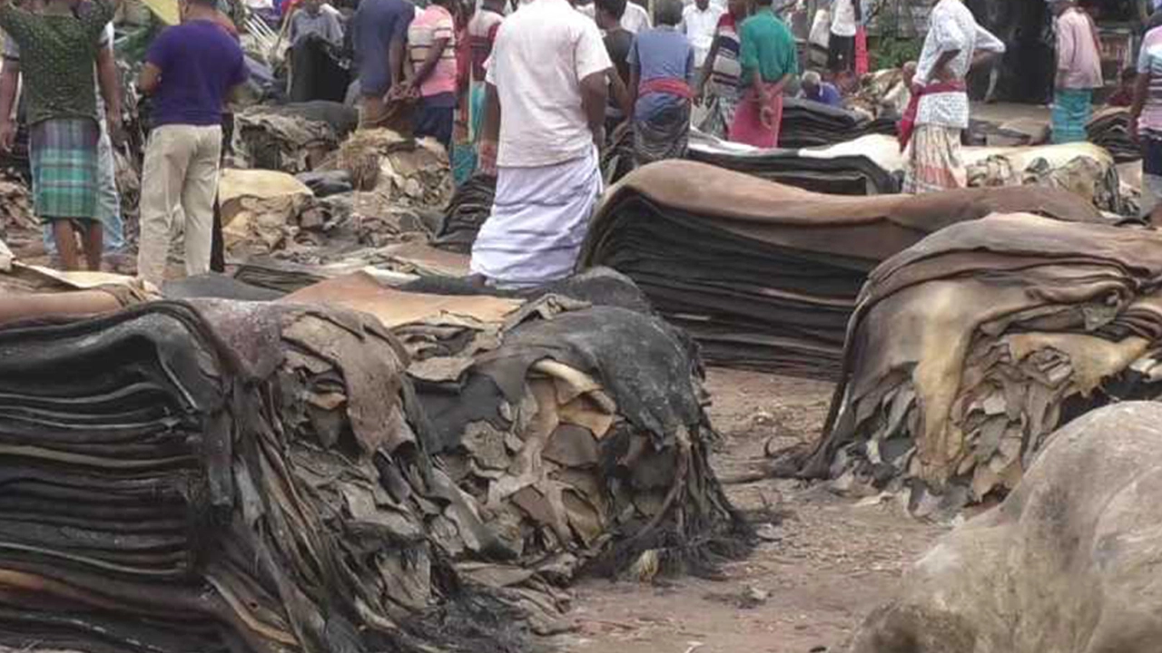কোরবানির চামড়া সংরক্ষণে সরকারী উদ্যোগ