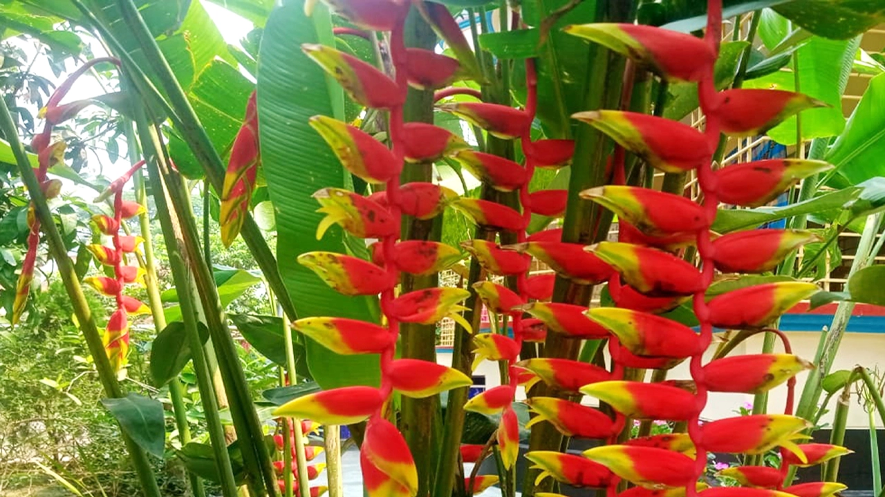 মুগ্ধতা চড়াচ্ছে বার্ডস অফ প্যারাডাইস ফুল
